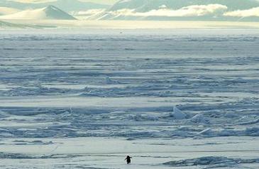 adelie-penguin-2