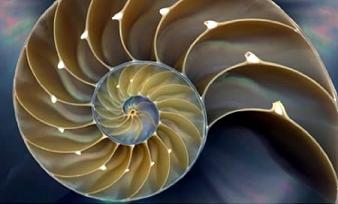 fractals-in-nature4