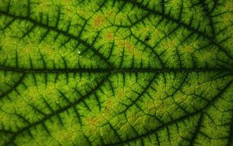 fractals-in-nature7